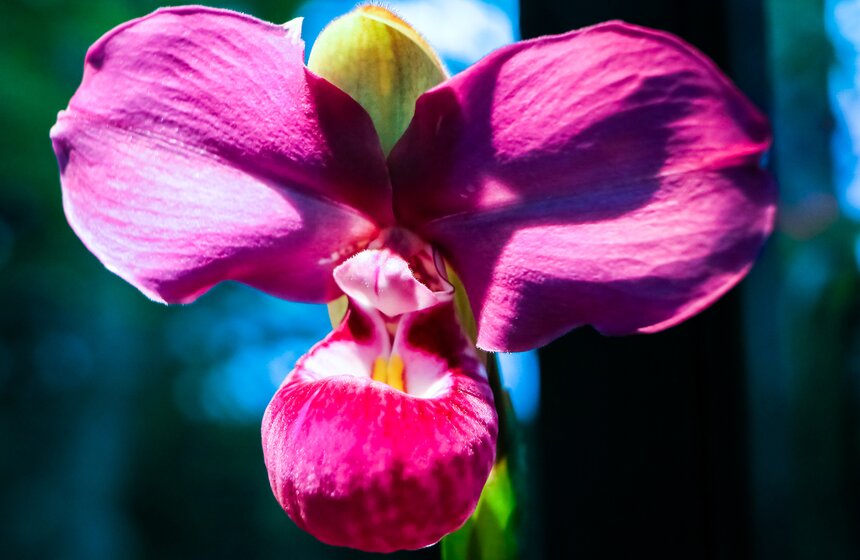 Фестиваль "Тропическая зима" открылся в "Аптекарском огороде" 6 фото