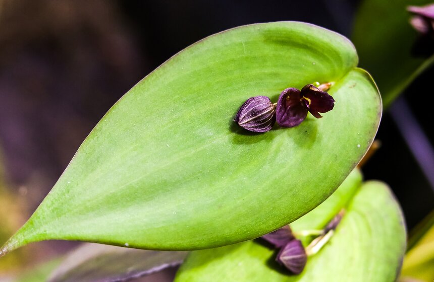 Фестиваль "Тропическая зима" открылся в "Аптекарском огороде" 11 фото