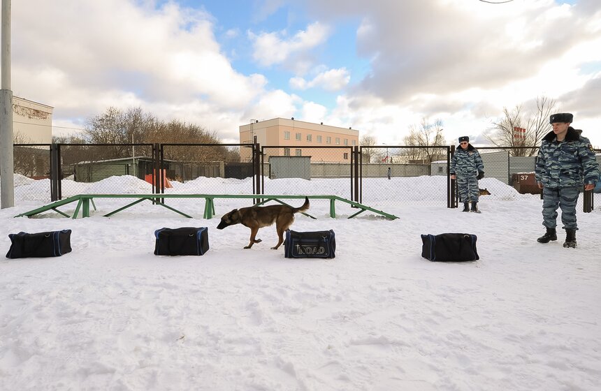 Как дрессируют собак в Центре кинологической службы метро 6 фото