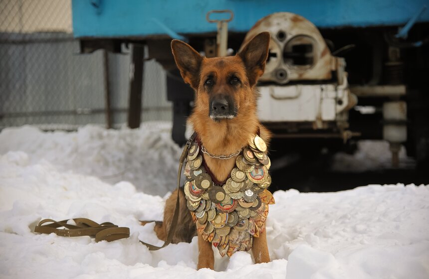 Как дрессируют собак в Центре кинологической службы метро 9 фото