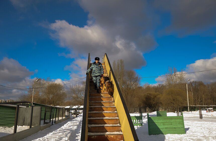 Как дрессируют собак в Центре кинологической службы метро 12 фото