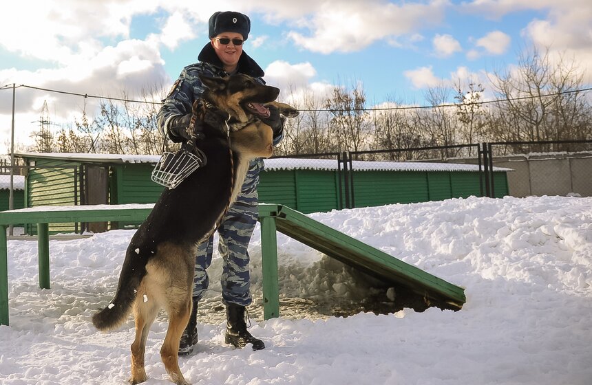 Как дрессируют собак в Центре кинологической службы метро 14 фото