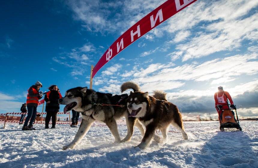 Гонка на собачьих упряжках "Дух Свободы" 22 фото
