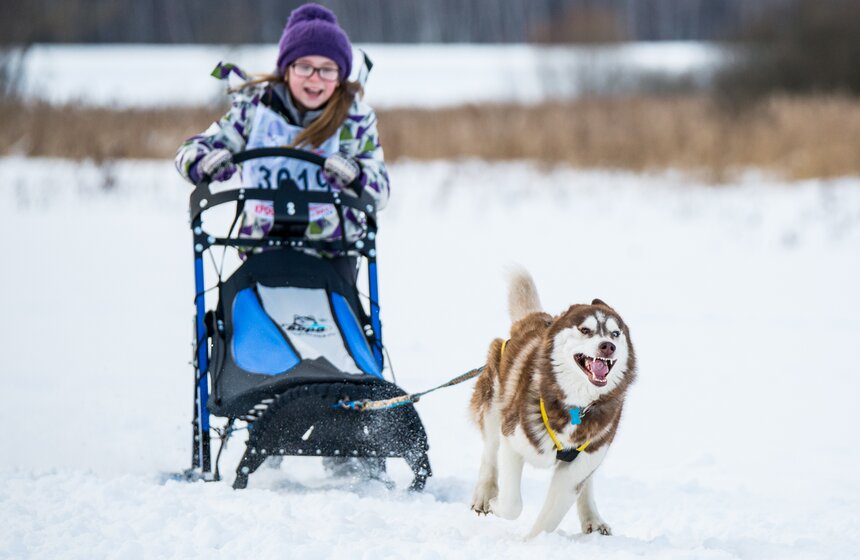 Гонка на собачьих упряжках "Дух Свободы" 28 фото
