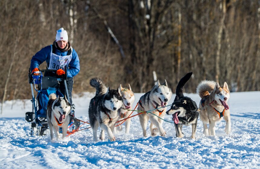 Гонка на собачьих упряжках "Дух Свободы" 9 фото