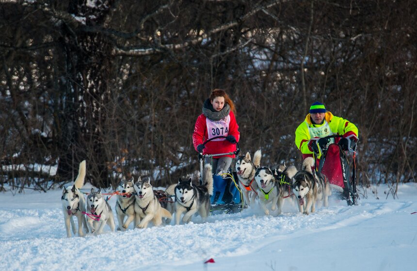 Гонка на собачьих упряжках "Дух Свободы" 8 фото