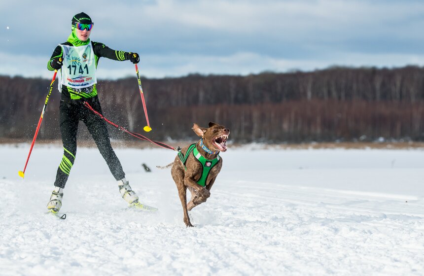 Гонка на собачьих упряжках "Дух Свободы" 2 фото