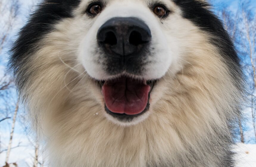 Гонка на собачьих упряжках "Дух Свободы" 19 фото