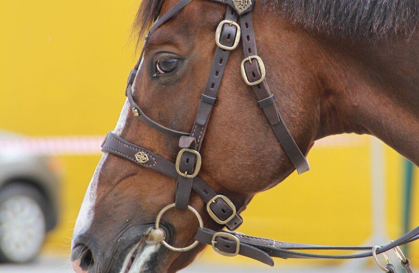 В Коломенском показали конное шоу "Традиции России" 2 фото