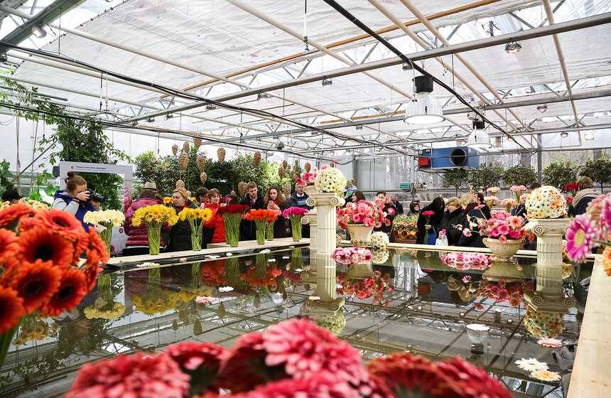 Первую в России выставку гербер открыли в "Аптекарском огороде" 7 фото