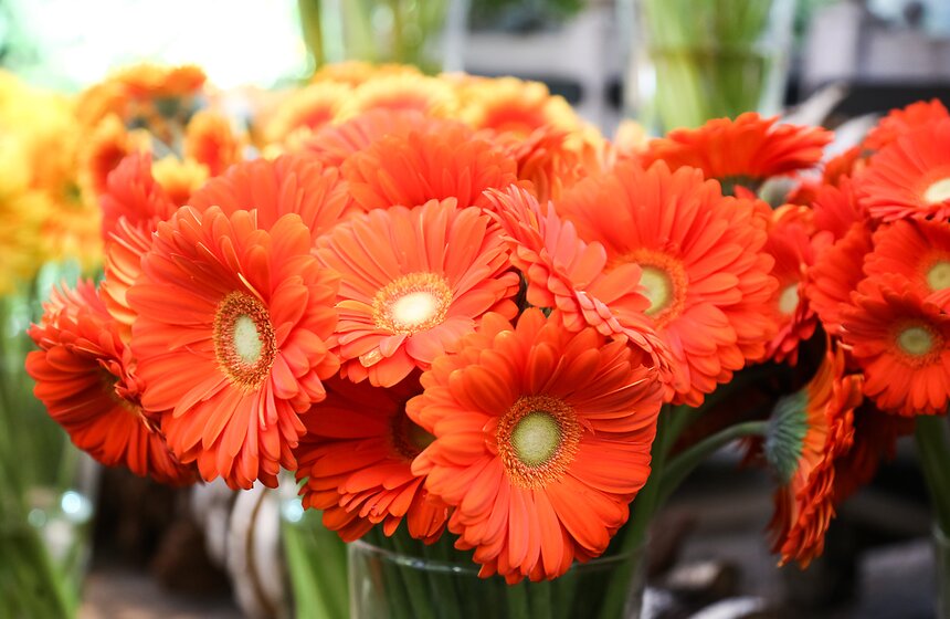 Первую в России выставку гербер открыли в "Аптекарском огороде" 5 фото