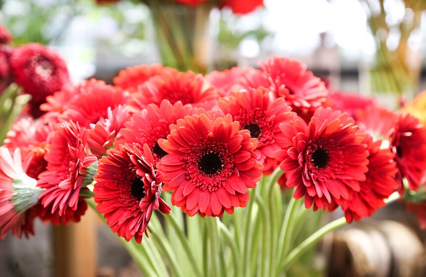 Первую в России выставку гербер открыли в "Аптекарском огороде" 4 фото