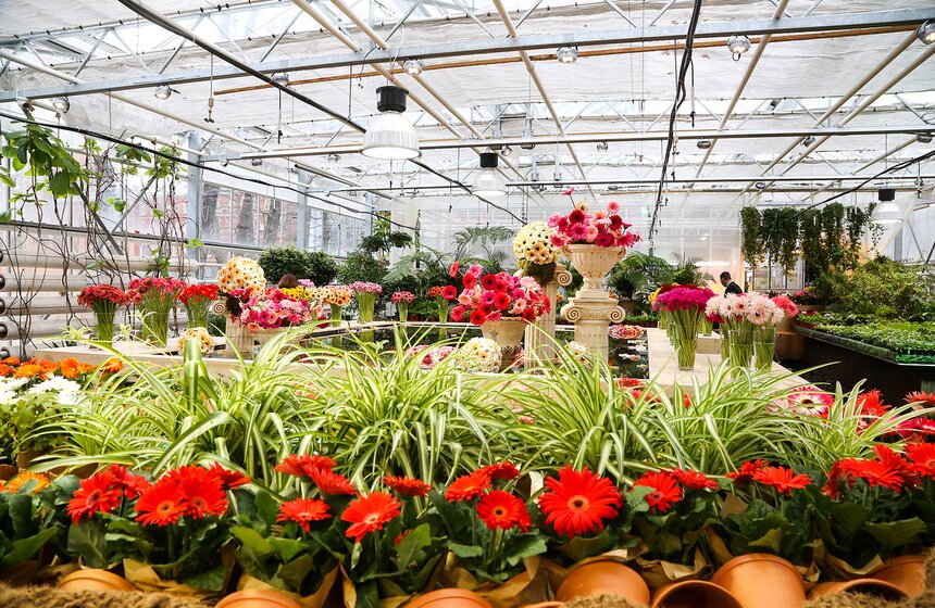 Первую в России выставку гербер открыли в "Аптекарском огороде" 3 фото