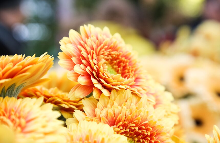 Первую в России выставку гербер открыли в "Аптекарском огороде" 6 фото