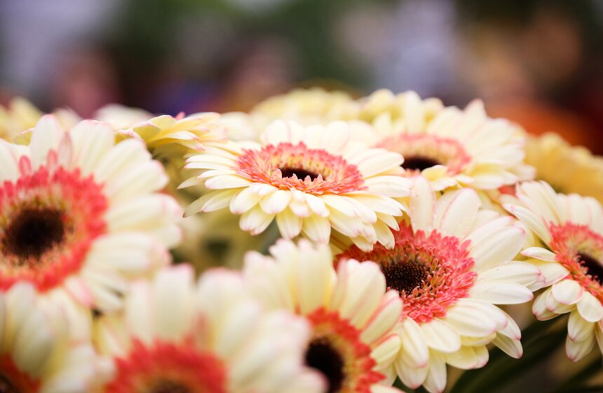 Первую в России выставку гербер открыли в "Аптекарском огороде" 12 фото