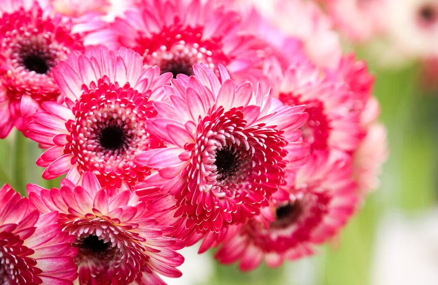 Первую в России выставку гербер открыли в "Аптекарском огороде" 13 фото