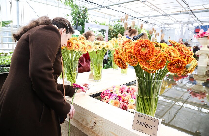 Первую в России выставку гербер открыли в "Аптекарском огороде" 14 фото