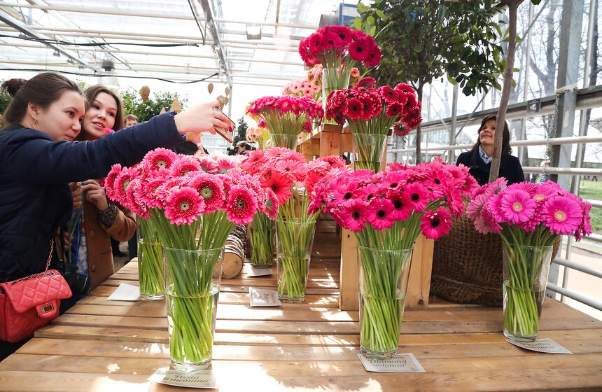 Первую в России выставку гербер открыли в "Аптекарском огороде" 26 фото