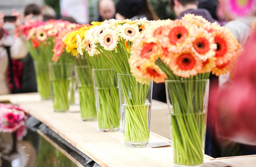 Первую в России выставку гербер открыли в "Аптекарском огороде" 25 фото