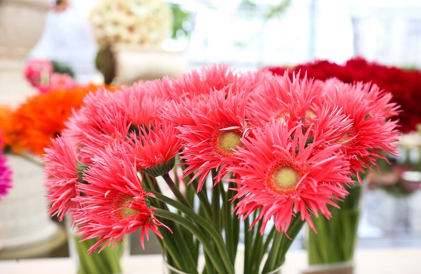 Первую в России выставку гербер открыли в "Аптекарском огороде" 19 фото