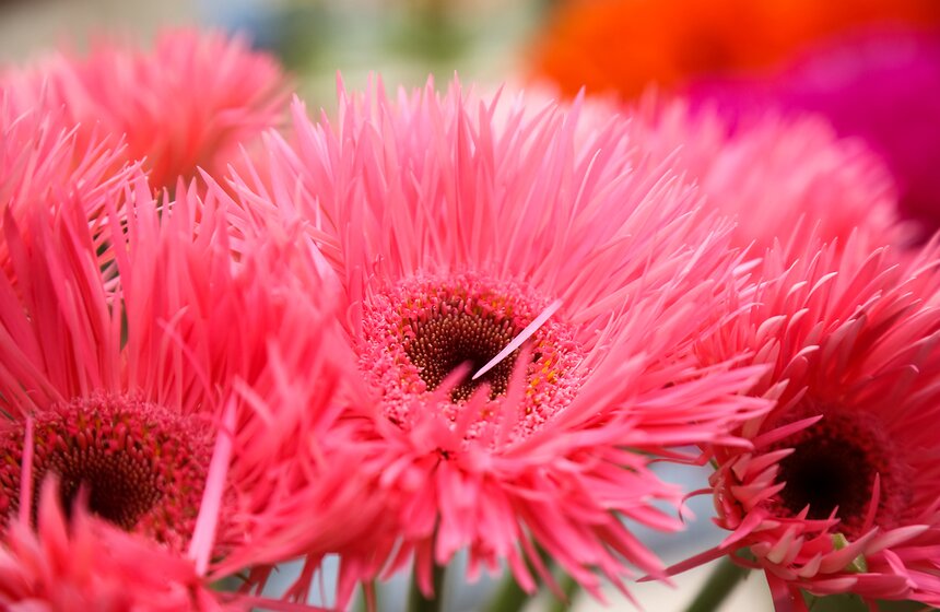 Первую в России выставку гербер открыли в "Аптекарском огороде" 18 фото