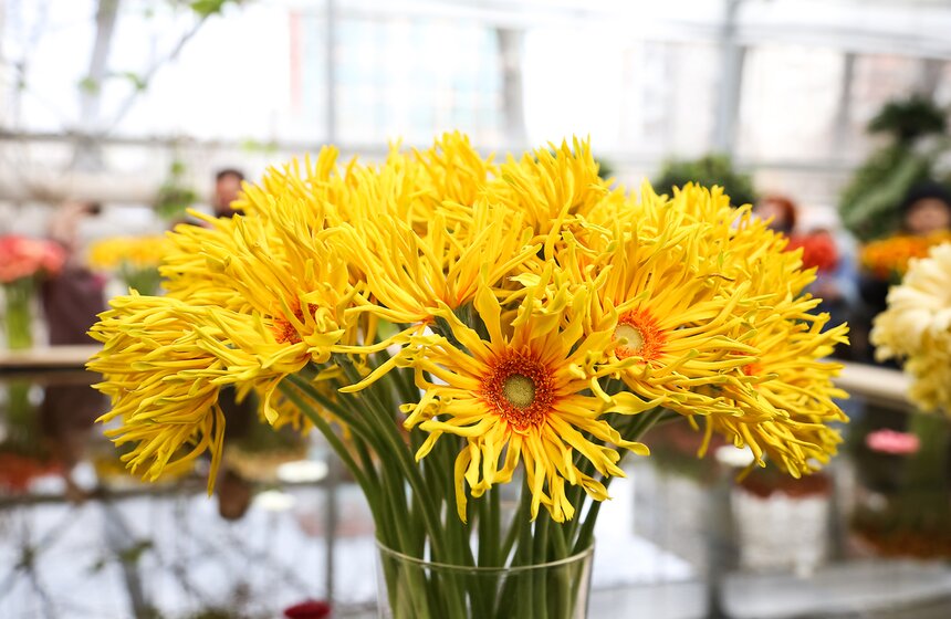 Первую в России выставку гербер открыли в "Аптекарском огороде" 20 фото