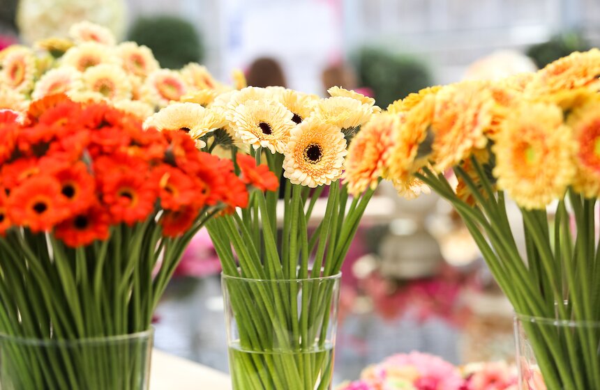 Первую в России выставку гербер открыли в "Аптекарском огороде" 23 фото