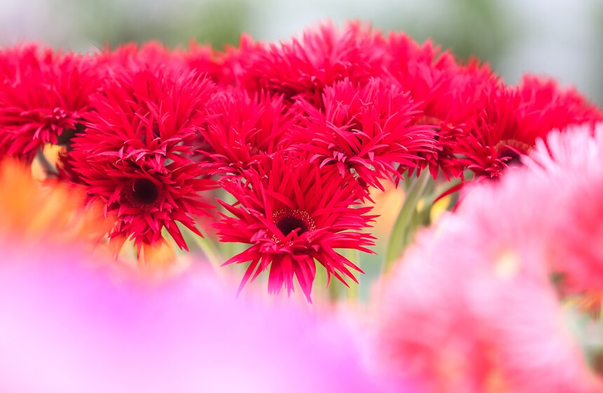 Первую в России выставку гербер открыли в "Аптекарском огороде" 22 фото