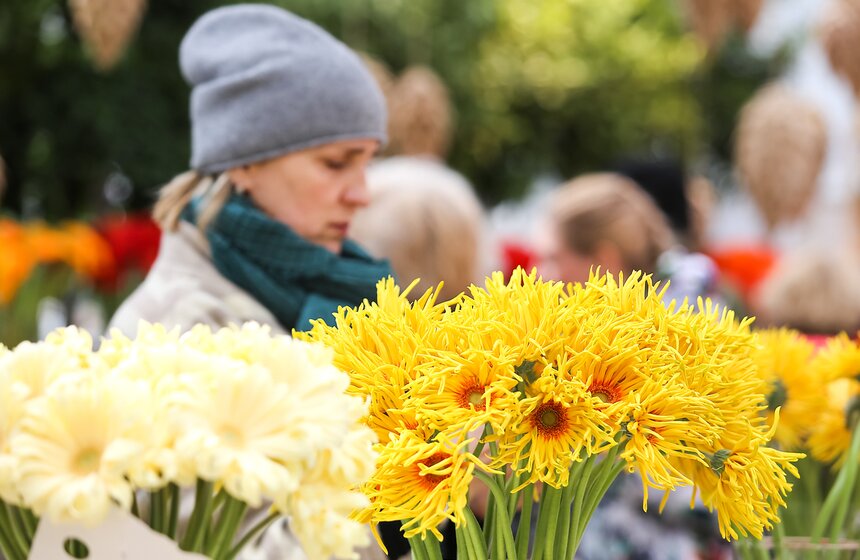 Первую в России выставку гербер открыли в "Аптекарском огороде" 24 фото