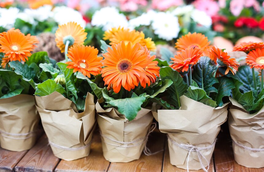 Первую в России выставку гербер открыли в "Аптекарском огороде" 35 фото