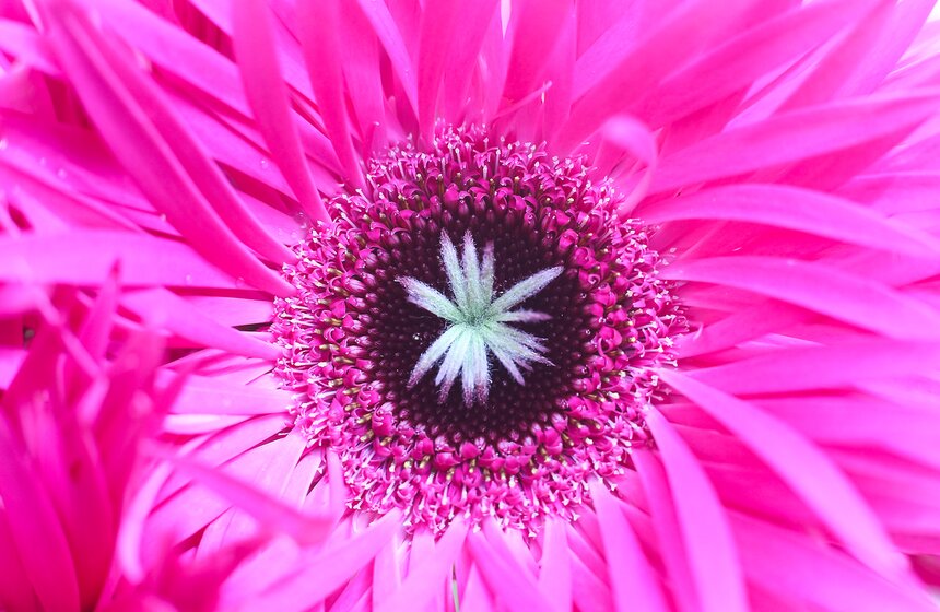 Первую в России выставку гербер открыли в "Аптекарском огороде" 28 фото