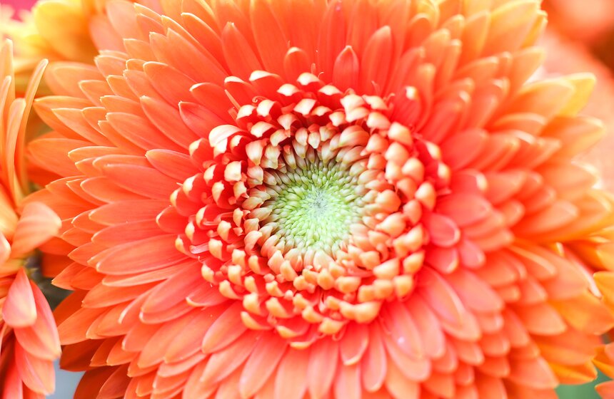 Первую в России выставку гербер открыли в "Аптекарском огороде" 27 фото