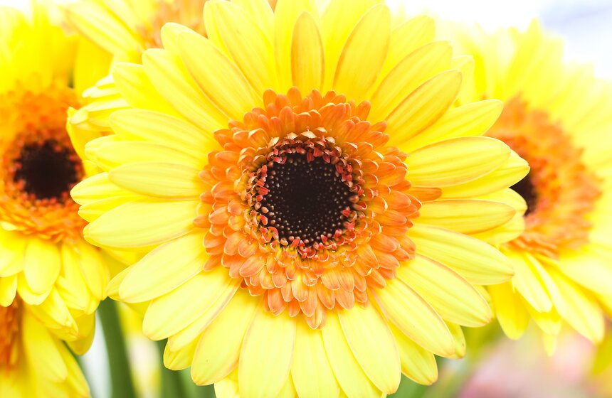 Первую в России выставку гербер открыли в "Аптекарском огороде" 33 фото