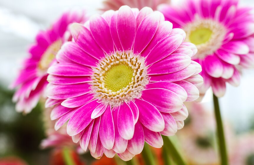 Первую в России выставку гербер открыли в "Аптекарском огороде" 32 фото