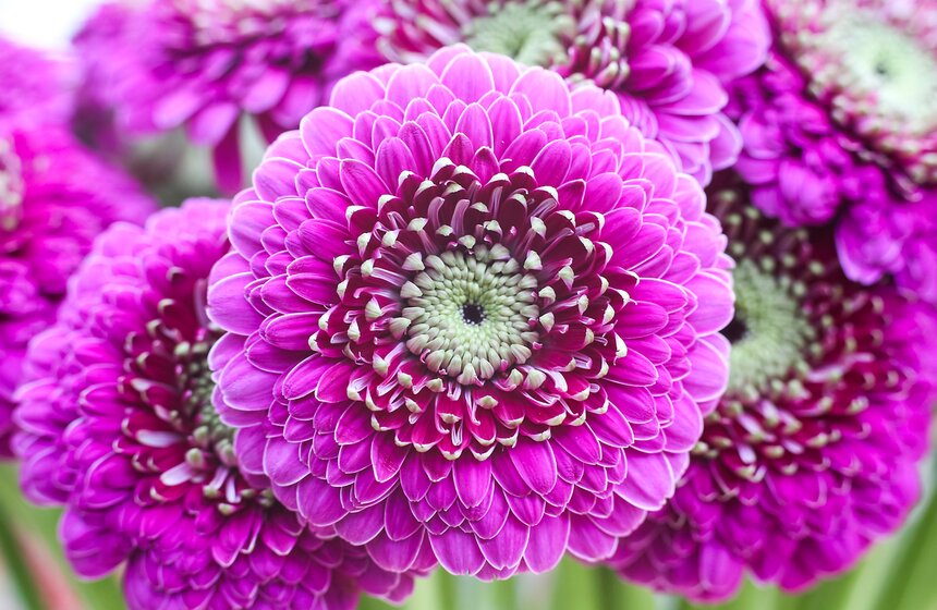 Первую в России выставку гербер открыли в "Аптекарском огороде" 31 фото