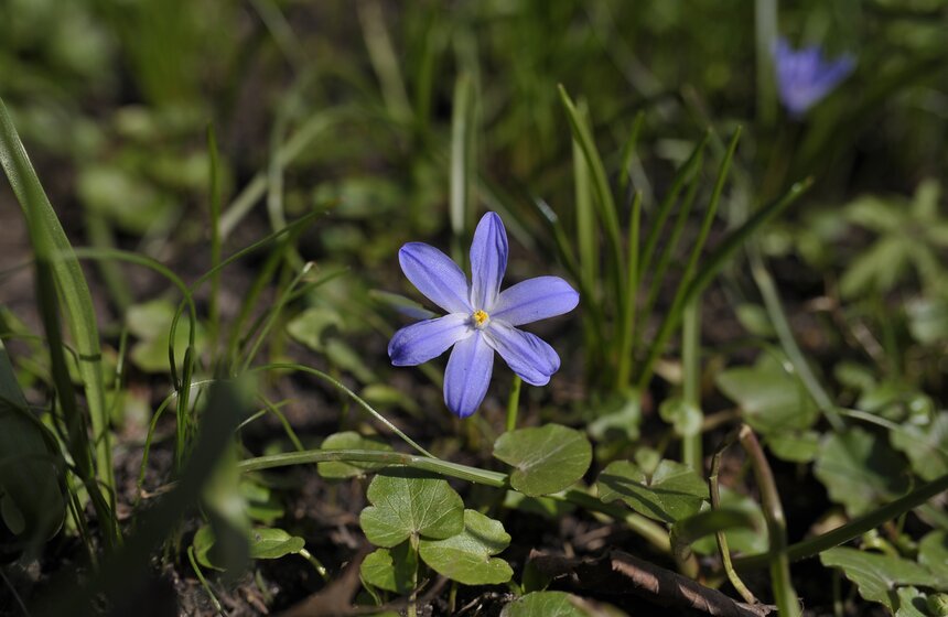 Весенний фестиваль цветов открылся в "Аптекарском огороде" 17 фото
