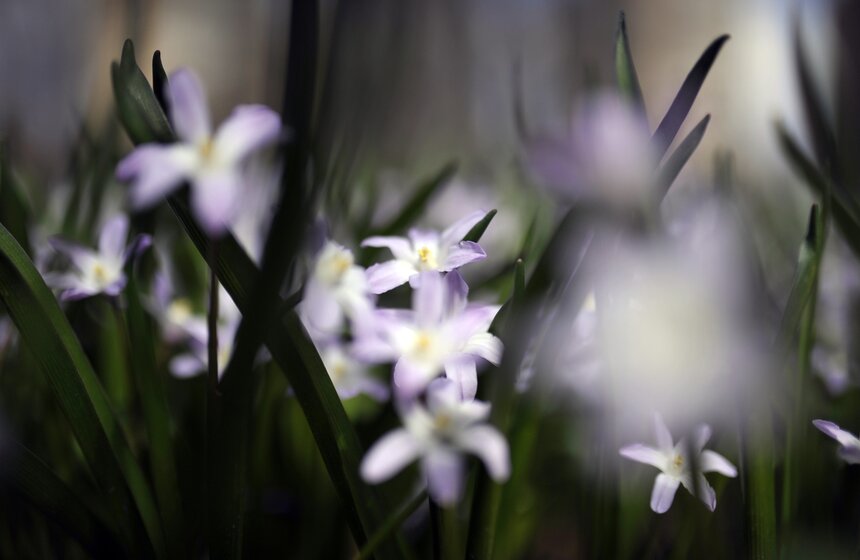 Весенний фестиваль цветов открылся в "Аптекарском огороде" 18 фото