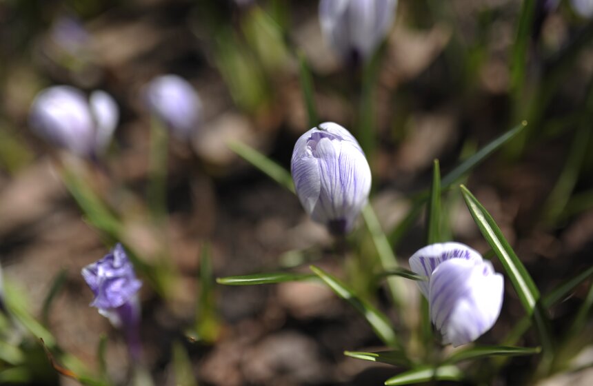Весенний фестиваль цветов открылся в "Аптекарском огороде" 4 фото