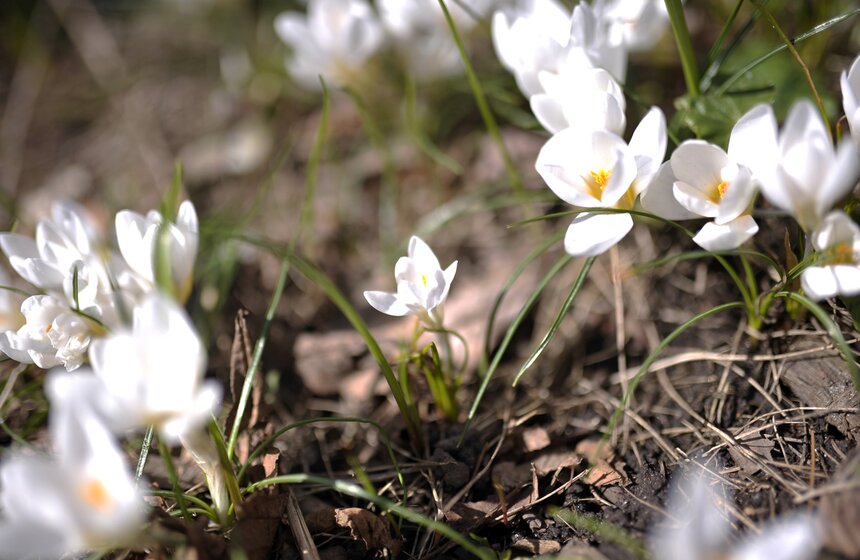 Весенний фестиваль цветов открылся в "Аптекарском огороде" 3 фото