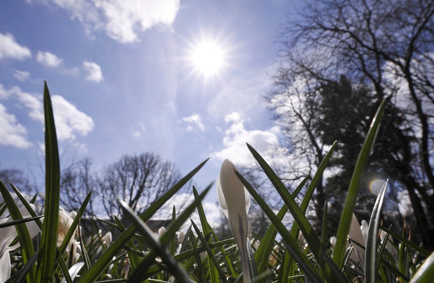 Весенний фестиваль цветов открылся в "Аптекарском огороде" 1 фото