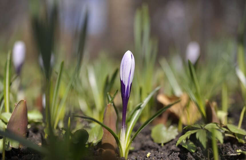 Весенний фестиваль цветов открылся в "Аптекарском огороде" 13 фото