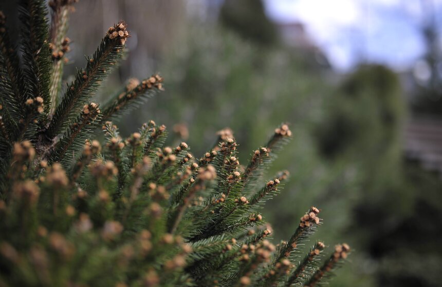 Весенний фестиваль цветов открылся в "Аптекарском огороде" 11 фото