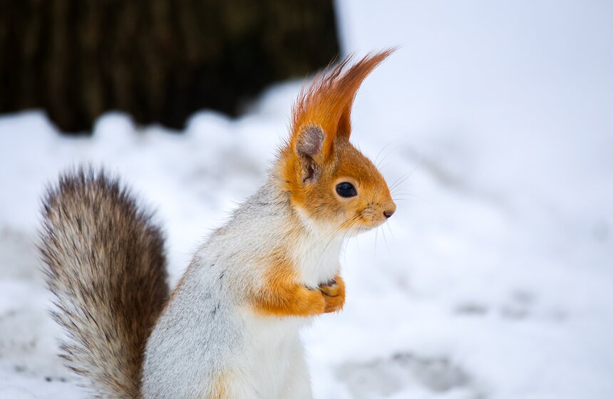 Пушистые жители Нескучного сада 17 фото