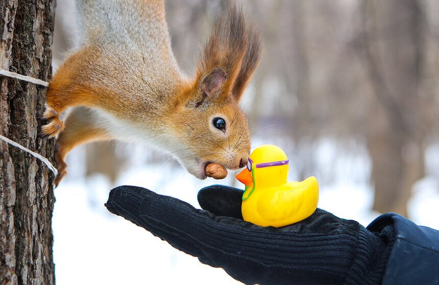 Пушистые жители Нескучного сада 16 фото