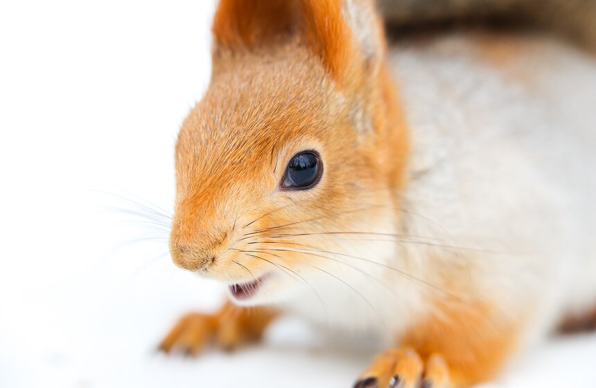 Пушистые жители Нескучного сада 18 фото