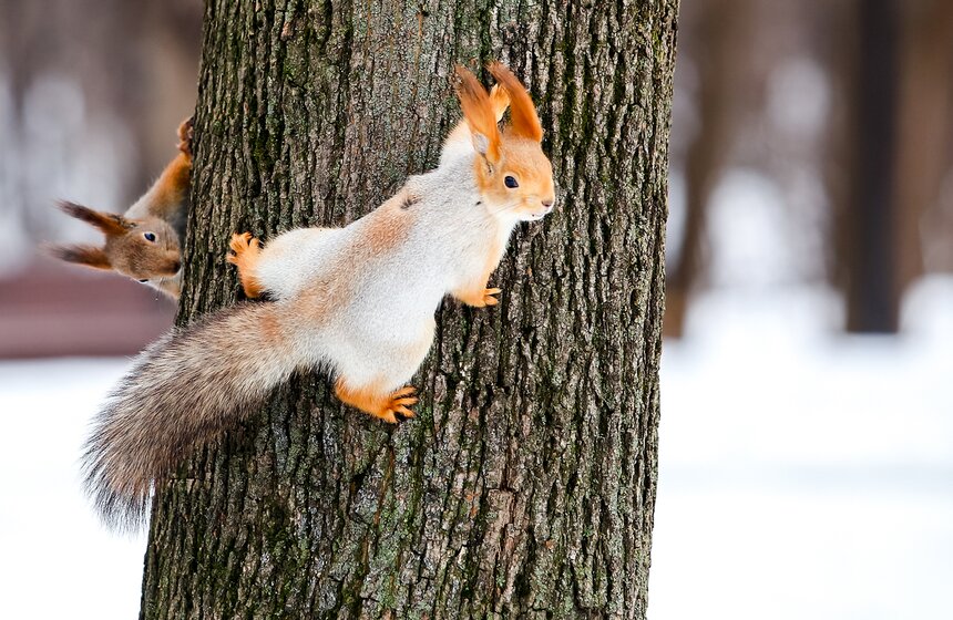 Пушистые жители Нескучного сада 10 фото