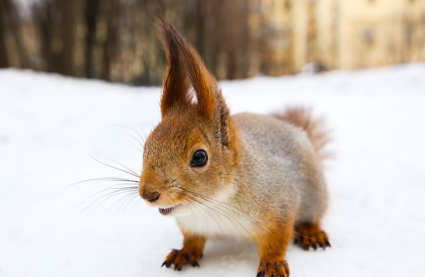 Пушистые жители Нескучного сада 5 фото