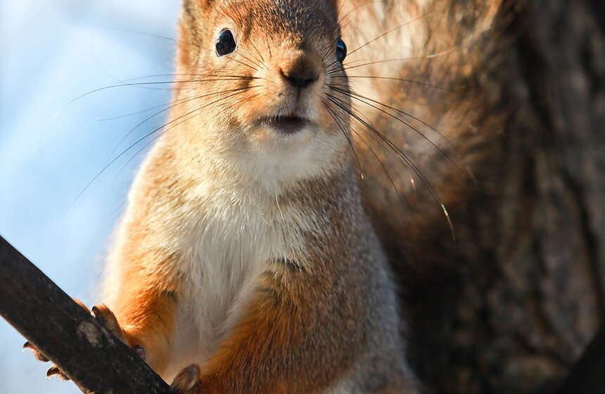 Пушистые жители Нескучного сада 4 фото
