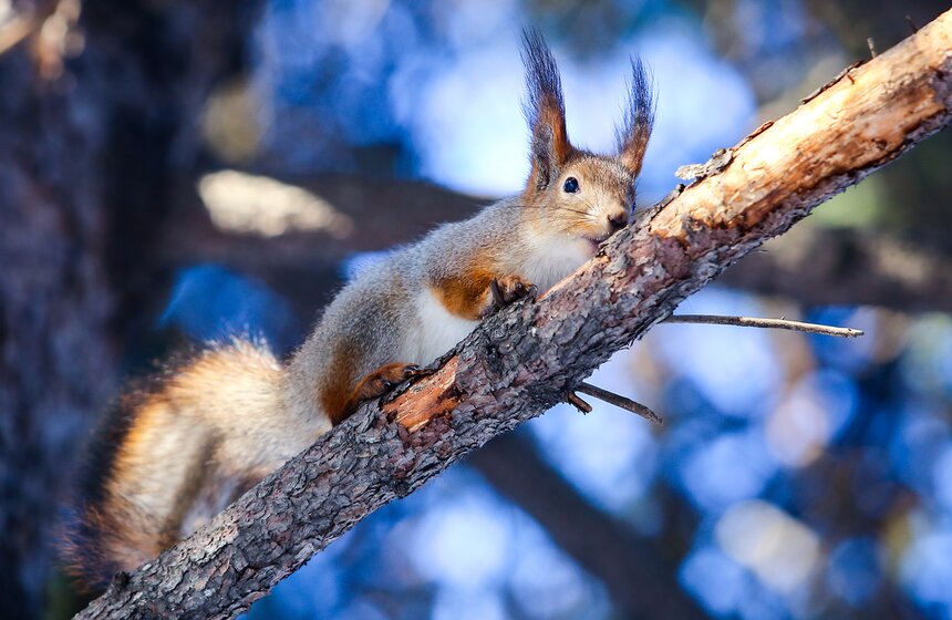 Пушистые жители Нескучного сада 3 фото
