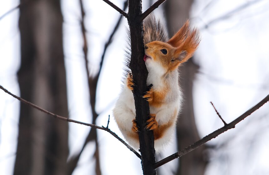 Пушистые жители Нескучного сада 8 фото